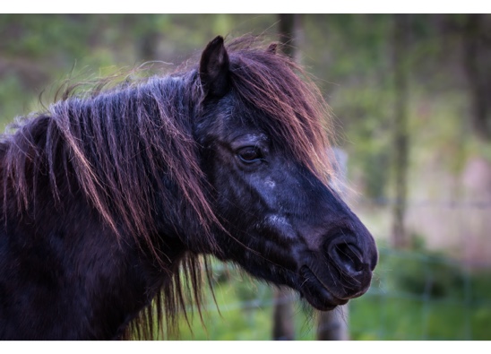 Horse in trees