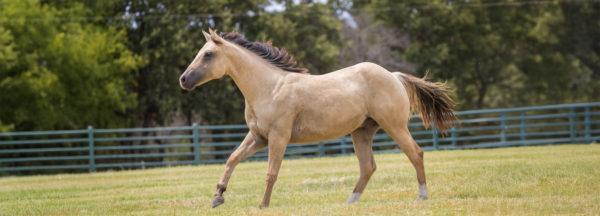 Clinton-Anderson-Presents_Second-Chance-For-Sailor