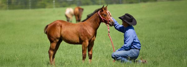 Foal-Training_Desensitizing-Through-Touch-and-Rub