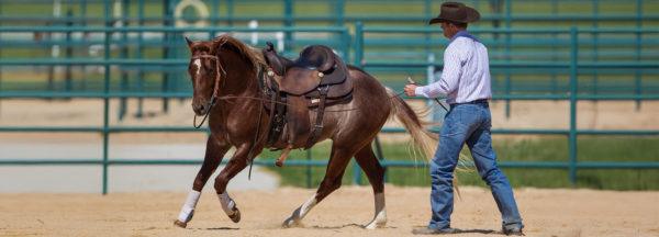 Correcting-a-Horse-That-Rears