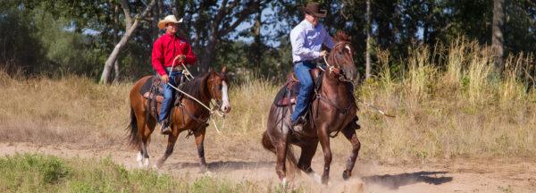 Biting-and-Kicking-Other-Horses