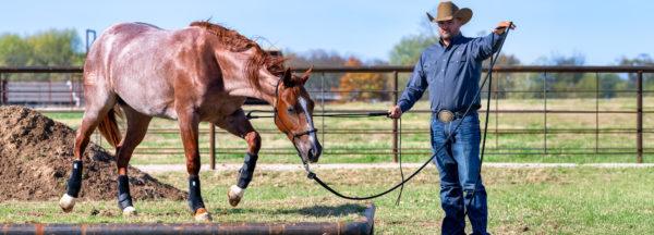 Correct-Halter-Placement