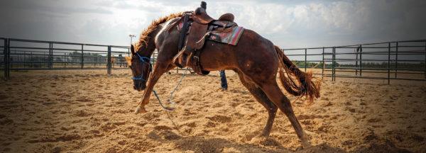 Problem-Horse-Training-Tree