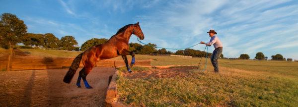 QA_will-groundwork-make-pleasure-horse-go-too-fast